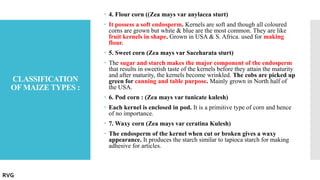 CLASSIFICATION
OF MAIZE TYPES :
 4. Flour corn ((Zea mays var anylacea sturt)
 It possess a soft endosperm. Kernels are soft and though all coloured
corns are grown but white & blue are the most common. They are like
fruit kernels in shape. Grown in USA & S. Africa. used for making
flour.
 5. Sweet corn (Zea mays var Saceharata sturt)
 The sugar and starch makes the major component of the endosperm
that results in sweetish taste of the kernels before they attain the maturity
and after maturity, the kernels become wrinkled. The cobs are picked up
green for canning and table purpose. Mainly grown in North half of
the USA.
 6. Pod corn : (Zea mays var tunicate kulesh)
 Each kernel is enclosed in pod. It is a primitive type of corn and hence
of no importance.
 7. Waxy corn (Zea mays var ceratina Kulesh)
 The endosperm of the kernel when cut or broken gives a waxy
appearance. It produces the starch similar to tapioca starch for making
adhesive for articles.
RVG
 