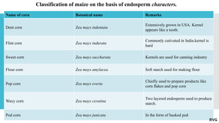 Name of corn Botanical name Remarks
Dent corn Zea mays indentata
Extensively grown in USA. Kernel
appears like a tooth.
Flint corn Zea mays indurata
Commonly cutivated in India.kernel is
hard
Sweet corn Zea mays saccharata Kernels are used for canning industry
Flour corn Zea mays amylacea Soft starch used for making flour
Pop corn Zea mays everta
Chiefly used to prepare products like
corn flakes and pop corn
Waxy corn Zea mays ceratina
Two layered endosperm used to produce
starch.
Pod corn Zea mays junicata In the form of husked pod
Classification of maize on the basis of endosperm characters.
RVG
 
