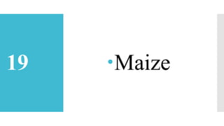 19 Maize
 