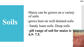 Soils
Maize can be grown on a variety
of soils
grows best on well drained soils
 Sandy loam soils. Deep soils
 pH range of soil for maize is
6.5- 7.5.
RVG
 