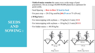 SEEDS
AND
SOWING :
 Yield of maize remains the same over a wide range of pant
populations. On an average 60,000-80,000 plants/ha is optimum for
good yields.
 Seed Spacing :- Row to Row X Seed to Seed
 For pure crop --- 20-25 kg seed/ha [60x25 cm or 75 x20 cm]
( 10 Kg/Acre )
 For intercropping with soybean --- 15 kg/ha [1:2 ratio] I I I
 For intercropping with soybean --- 10 kg/ha [1:3 ratio] I I I I
 For fodder maize --- 40-50 kg/ha
 