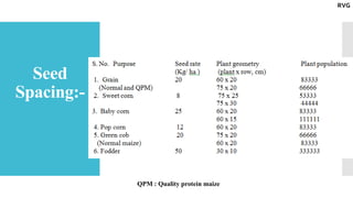 Seed
Spacing:- 
QPM : Quality protein maize
RVG
 