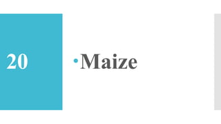 20 Maize
 