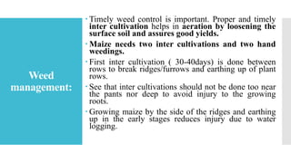 Weed
management:
 Timely weed control is important. Proper and timely
inter cultivation helps in aeration by loosening the
surface soil and assures good yields.
 Maize needs two inter cultivations and two hand
weedings.
 First inter cultivation ( 30-40days) is done between
rows to break ridges/furrows and earthing up of plant
rows.
 See that inter cultivations should not be done too near
the pants nor deep to avoid injury to the growing
roots.
 Growing maize by the side of the ridges and earthing
up in the early stages reduces injury due to water
logging.
 