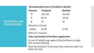 MANURES AND
FERTILISERS :
 Recommended doses of fertilizers (Kg/ha)
 Nutrient Irrigated Rainfed
 N 120-150 80-100
 P 60-75 40-50
 K 35 35
 (Based on soil test)
 ZnSo4 25-50 25-50
 (Once in 3 seasons)
 Time and method of fertilizer application:
 In case of rainfed crop, apply all the fertilizers in single
dose as basal dressing.
 Place the fertilizers 10 cm away from seed rows and 5 cm
below the seed.
 