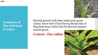 Symptoms of
Zinc deficiency
in maize:
 Stunted growth with short nodes pale green
colour, lower half of leaf having broad ends of
bleached tissue while mid rib and leaf margins
remain green.
Control : Zinc sulfate
RVG
 