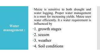 Water
management :
Maize is sensitive to both drought and
water logging. Proper water management
is a must for increasing yields. Maize uses
water efficiently. It s water requirement is
influenced by
1. growth stages
2. season
3. weather
4. Soil conditions
 