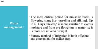 The most critical period for moisture stress is
flowering stage [i.e. tasseling and silking]. Up
to 40 Days, the crop is more sensitive to excess
moisture and from pre flowering to maturity; it
is more sensitive to drought.
Furrow method of irrigation is both efficient
and convenient for maize crop.
Water
management :
RVG
 