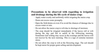  Precautions to be observed with regarding to irrigation
and drainage during the life cycle of maize crop:
 Apply water evenly and uniformly while irrigating the maize crop.
 Drain out excess water promptly.
 Open the field drains at even if to avoid the chances of damage due to
excess water or rain.
 Do not allow the maize crop to wilt due to shortage of moisture.
 The crop should be irrigated immediately if the leaves roll or wilt
during the day and fail to unfoll in the followring morning.
Sometimes leaf wilting may occur in the evenings and the leaves will
not recover by the next morning. This is a sign of extreme moisture
stress.
 Do not allow the crop to wilt at the flowering stage. The soil should
be kept moist for proper grain selting and development.
 