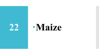 22 Maize
 