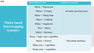 Maize based
intercropping
systems:-
Intercropping systems Suitable area/situation
Maize + Pigeon pea
Maize + Cowpea
Maize + Mung bean
Maize + Urdbean
Maize + Sugarcane
Rice + Maize
Maize + Soybean
all maize growing areas
Maize + high value vegetables
Maize + flowers
Baby corn + vegetables
Sweet corn + vegetables
Peri-urban interface
RVG
 
