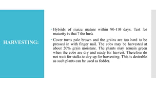  Hybrids of maize mature within 90-110 days. Test for
maturity is that ? the husk
 Cover turns pale brown and the grains are too hard to be
pressed in with finger nail. The cobs may be harvested at
about 20% grain moisture. The plants may remain green
when the cobs are dry and ready for harvest. Therefore do
not wait for stalks to dry up for harvesting. This is desirable
as such plants can be used as fodder.
HARVESTING:
 