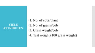 YIELD
ATTRIBUTES:
1. No. of cobs/plant
2. No. of grains/cob
3. Grain weight/cob
4. Test weight (100 grain weight)
 