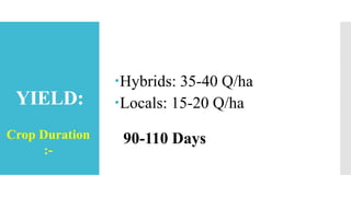 YIELD:
Hybrids: 35-40 Q/ha
Locals: 15-20 Q/ha
Crop Duration
:-
90-110 Days
 