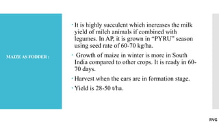 MAIZEAS FODDER :
 It is highly succulent which increases the milk
yield of milch animals if combined with
legumes. In AP, it is grown in “PYRU” season
using seed rate of 60-70 kg/ha.
 Growth of maize in winter is more in South
India compared to other crops. It is ready in 60-
70 days.
 Harvest when the ears are in formation stage.
 Yield is 28-50 t/ha.
RVG
 