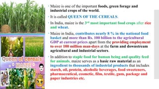  Maize is one of the important foods, green forage and
industrial crops of the world.
 It is called QUEEN OF THE CEREALS.
 In India, maize is the 3rd most important food crops after rice
and wheat.
 Maize in India, contributes nearly 8 % in the national food
basket and more than Rs. 100 billion to the agricultural
GDP at current prices apart from the providing employment
to over 100 million man-days at the farm and downstream
agricultural and industrial sectors.
 In addition to staple food for human being and quality feed
for animals, maize serves as a basic raw material as an
ingredient to thousands of industrial products that includes
starch, oil, protein, alcoholic beverages, food sweeteners,
pharmaceutical, cosmetic, film, textile, gum, package and
paper industries etc.
 