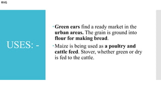 USES: -
Green ears find a ready market in the
urban areas. The grain is ground into
flour for making bread.
Maize is being used as a poultry and
cattle feed. Stover, whether green or dry
is fed to the cattle.
RVG
 