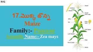 17.మొక్క జొన్న
Maize
Family:- Poaceae
Scientific Name:- Zea mays
RVG
 