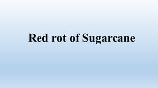 Red rot of Sugarcane
 