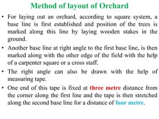 Square Method In Planting Trees 17.Site selection and lay out of orchard.pptx