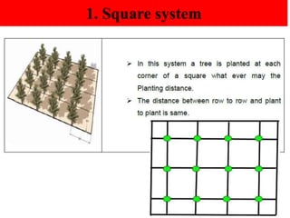 Square Method In Planting Trees 17.Site selection and lay out of orchard.pptx