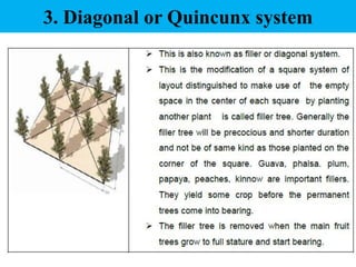 Quincunx System.drawing 17.Site selection and lay out of orchard.pptx