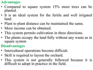 Square Method In Planting Trees 17.Site selection and lay out of orchard.pptx