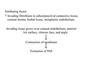 Attributing factor:
 Invading fibroblasts to subconjunctival connective tissue,
corneal stroma, limbal tissue, metaplastic endothelium
Invading tissue grows over corneal endothelium, anterior
iris surface, vitreous face, and angle
Contraction of membrane
Formation of PAS
 