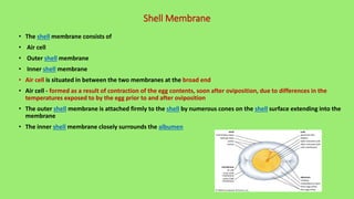 Shell Contraction 17. egg structure and formation - Copy.pdf