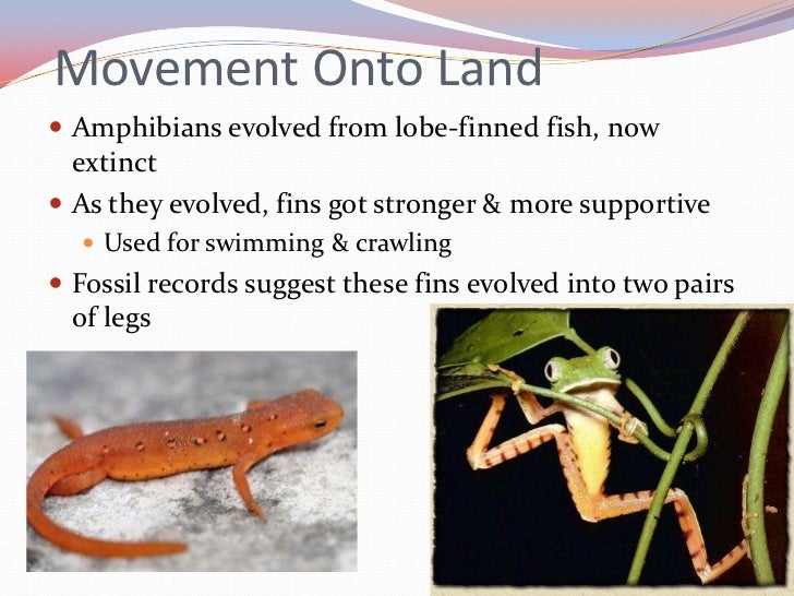 17.3 amphibians