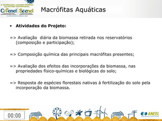 Atividades do Projeto: => Avaliação  diária da biomassa retirada nos reservatórios (composição e participação); => Composição química das principais macrófitas presentes; => Avaliação dos efeitos das incorporações da biomassa, nas propriedades físico-químicas e biológicas do solo; => Resposta de espécies florestais nativas à fertilização do solo pela incorporação da biomassa. Macrófitas Aquáticas 