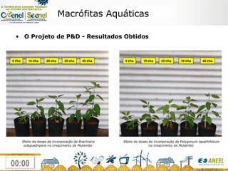 Macrófitas Aquáticas O Projeto de  P&D - Resultados Obtidos Efeito de doses de incorporação de  Brachiaria subquadripara  no crescimento de  Mutambo  0 t/ha 10 t/ha 20 t/ha 30 t/ha 40 t/ha 0 t/ha 10 t/ha 20 t/ha 30 t/ha 40 t/ha Efeito de doses de incorporação de  Polygonum lapathifolium  no crescimento de  Mutambo  