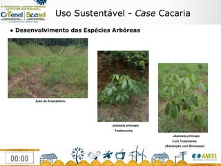 ●  Desenvolvimento das Espécies Arbóreas Área de Empréstimo Joanesia princeps Testemunha Joanesia princeps Com Tratamento  (Adubação com Biomassa) Uso Sustentável -  Case  Cacaria 