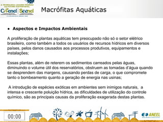 Macrófitas Aquáticas ●  Aspectos e Impactos Ambientais A proliferação de plantas aquáticas tem preocupado não só o setor elétrico brasileiro, como também a todos os usuários de recursos hídricos em diversos países, pelos danos causados aos processos produtivos, equipamentos e instalações; Essas plantas, além de reterem os sedimentos carreados pelas águas, diminuindo o volume útil dos reservatórios, obstruem as tomadas d’água quando se desprendem das margens, causando perdas de carga, o que compromete tanto o bombeamento quanto a geração de energia nas usinas; A introdução de espécies exóticas em ambientes sem inimigos naturais,  a intensa e crescente poluição hídrica, as dificuldades de utilização do controle químico, são as principais causas da proliferação exagerada destas plantas. 