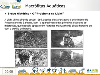 Macrófitas Aquáticas ●  Breve Histórico - O “Problema na Light” A Light vem sofrendo desde 1955, apenas dois anos após o enchimento do Reservatório de Santana, com  o aparecimento das primeiras espécies de macrófitas, que naquela época eram retiradas manualmente pelas margens ou com o auxílio de barcos. 