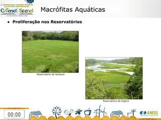 Macrófitas Aquáticas ●  Proliferação nos Reservatórios Reservatório de Santana Reservatório de Vigário 
