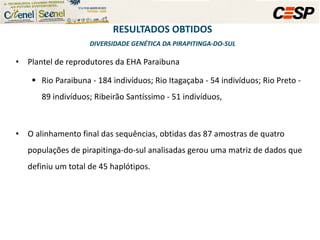 Plantel de reprodutores da EHA Paraibuna Rio Paraibuna - 184 indivíduos; Rio Itagaçaba - 54 indivíduos; Rio Preto - 89 indivíduos; Ribeirão Santíssimo - 51 indivíduos,  O alinhamento final das sequências, obtidas das 87 amostras de quatro populações de pirapitinga-do-sul analisadas gerou uma matriz de dados que definiu um total de 45 haplótipos. RESULTADOS OBTIDOS DIVERSIDADE GENÉTICA DA PIRAPITINGA-DO-SUL 