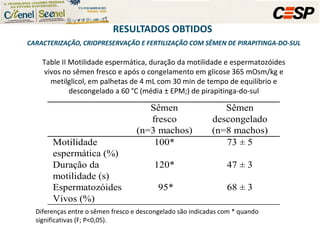 RESULTADOS OBTIDOS   CARACTERIZAÇÃO, CRIOPRESERVAÇÃO E FERTILIZAÇÃO COM SÊMEN DE PIRAPITINGA-DO-SUL Table II Motilidade espermática, duração da motilidade e espermatozóides vivos no sêmen fresco e após o congelamento em glicose 365 mOsm/kg e metilglicol, em palhetas de 4 mL com 30 min de tempo de equilíbrio e descongelado a 60 °C (média ± EPM;) de pirapitinga-do-sul Diferenças entre o sêmen fresco e descongelado são indicadas com * quando significativas (F; P<0,05).  