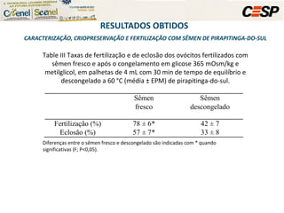 RESULTADOS OBTIDOS   CARACTERIZAÇÃO, CRIOPRESERVAÇÃO E FERTILIZAÇÃO COM SÊMEN DE PIRAPITINGA-DO-SUL Table III Taxas de fertilização e de eclosão dos ovócitos fertilizados com sêmen fresco e após o congelamento em glicose 365 mOsm/kg e metilglicol, em palhetas de 4 mL com 30 min de tempo de equilíbrio e descongelado a 60 °C (média ± EPM) de pirapitinga-do-sul. Diferenças entre o sêmen fresco e descongelado são indicadas com * quando significativas (F; P<0,05).  