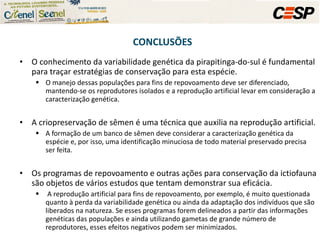 O conhecimento da variabilidade genética da pirapitinga-do-sul é fundamental para traçar estratégias de conservação para esta espécie.  O manejo dessas populações para fins de repovoamento deve ser diferenciado, mantendo-se os reprodutores isolados e a reprodução artificial levar em consideração a caracterização genética. A criopreservação de sêmen é uma técnica que auxilia na reprodução artificial.  A formação de um banco de sêmen deve considerar a caracterização genética da espécie e, por isso, uma identificação minuciosa de todo material preservado precisa ser feita.  Os programas de repovoamento e outras ações para conservação da ictiofauna são objetos de vários estudos que tentam demonstrar sua eficácia. A reprodução artificial para fins de repovoamento, por exemplo, é muito questionada quanto à perda da variabilidade genética ou ainda da adaptação dos indivíduos que são liberados na natureza. Se esses programas forem delineados a partir das informações genéticas das populações e ainda utilizando gametas de grande número de reprodutores, esses efeitos negativos podem ser minimizados. CONCLUSÕES 