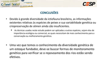 Devido à grande diversidade da ictiofauna brasileira, as informações existentes relativas às espécies de peixes e sua variabilidade genética ou criopreservação de sêmen ainda são insuficientes. As técnicas usadas neste estudo podem ser aplicadas a outras espécies, sejam elas de importância ecológica ou comercial, as quais necessitam de mais conhecimento para a conservação ou melhoramento genético. Uma vez que temos o conhecimento da diversidade genética de um estoque fundador, deve-se buscar formas de monitoramento genético para verificar se o repovoamento dos rios estão sendo efetivos.  CONCLUSÕES 