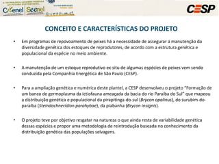 Em programas de repovoamento de peixes há a necessidade de assegurar a manutenção da diversidade genética dos estoques de reprodutores, de acordo com a estrutura genética e populacional da espécie no meio ambiente. A manutenção de um estoque reprodutivo ex-situ de algumas espécies de peixes vem sendo conduzida pela Companhia Energética de São Paulo (CESP).  Para a ampliação genética e numérica deste plantel, a CESP desenvolveu o projeto “Formação de um banco de germoplasma da ictiofauna ameaçada da bacia do rio Paraíba do Sul” que mapeou a distribuição genética e populacional da pirapitinga-do-sul ( Brycon opalinus ), do surubim-do-paraíba ( Steindachneridion parahybae ), da piabanha ( Brycon insignis ).  O projeto teve por objetivo resgatar na natureza o que ainda resta de variabilidade genética dessas espécies e propor uma metodologia de reintrodução baseada no conhecimento da distribuição genética das populações selvagens. CONCEITO E CARACTERÍSTICAS DO PROJETO 