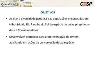 Avaliar a diversidade genética das populações encontradas em tributário do Rio Paraíba do Sul da espécie de peixe pirapitinga-do-sul  Brycon opalinus  Desenvolver protocolo para criopreservação de sêmen, auxiliando em ações de conservação dessa espécie. OBJETIVOS 