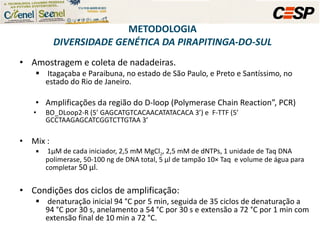 Amostragem e coleta de nadadeiras. Itagaçaba e Paraibuna, no estado de São Paulo, e Preto e Santíssimo, no estado do Rio de Janeiro.  Amplificações da região do D-loop (Polymerase Chain Reaction”, PCR) BO_DLoop2-R (5’ GAGCATGTCACAACATATACACA 3’) e  F-TTF (5’ GCCTAAGAGCATCGGTCTTGTAA 3’ Mix :  1µM de cada iniciador, 2,5 mM MgCl 2 , 2,5 mM de dNTPs, 1 unidade de Taq DNA polimerase, 50-100 ng de DNA total, 5 µl de tampão 10× Taq  e volume de água para completar  50 µl.  Condições dos ciclos de amplificação: denaturação inicial 94 °C por 5 min, seguida de 35 ciclos de denaturação a 94 °C por 30 s, anelamento a 54 °C por 30 s e extensão a 72 °C por 1 min com extensão final de 10 min a 72 °C.  METODOLOGIA DIVERSIDADE GENÉTICA DA PIRAPITINGA-DO-SUL 