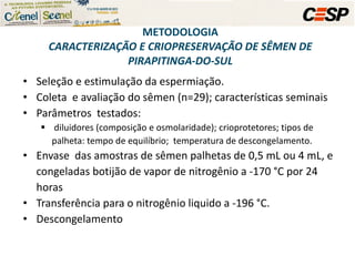Seleção e estimulação da espermiação. Coleta  e avaliação do sêmen (n=29); características seminais Parâmetros  testados:  diluidores (composição e osmolaridade); crioprotetores; tipos de palheta: tempo de equilíbrio;  temperatura de descongelamento. Envase  das amostras de sêmen palhetas de 0,5 mL ou 4 mL, e congeladas botijão de vapor de nitrogênio a -170 °C por 24 horas  Transferência para o nitrogênio liquido a -196 °C.  Descongelamento METODOLOGIA CARACTERIZAÇÃO E CRIOPRESERVAÇÃO DE SÊMEN DE PIRAPITINGA-DO-SUL 