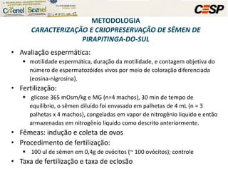 Avaliação espermática:  motilidade espermática, duração da motilidade, e contagem objetiva do número de espermatozóides vivos por meio de coloração diferenciada (eosina-nigrosina).  Fertilização: glicose 365 mOsm/kg e MG (n=4 machos), 30 min de tempo de equilíbrio, o sêmen diluído foi envasado em palhetas de 4 mL (n = 3 palhetas x 4 machos), congeladas em vapor de nitrogênio liquido e então armazenadas em nitrogênio liquido como descrito anteriormente.  Fêmeas: indução e coleta de ovos Procedimento de fertilização: 100 ul de sêmen em 0,4g de ovócitos (~ 100 ovócitos); controle Taxa de fertilização e taxa de eclosão METODOLOGIA CARACTERIZAÇÃO E CRIOPRESERVAÇÃO DE SÊMEN DE PIRAPITINGA-DO-SUL 