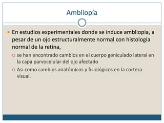 AmbliopíaEn estudios experimentales donde se induce ambliopía, a pesar de un ojo estructuralmente normal con histologia normal de la retina, se han encontrado cambios en el cuerpo geniculado lateral en la capa parvocelular del ojo afectadoAsi como cambios anatómicos y fisiológicos en la corteza visual.