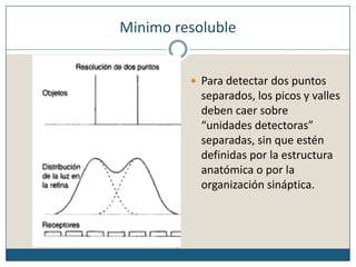 Minimo resolublePara detectar dos puntos separados, los picos y valles deben caer sobre “unidades detectoras” separadas, sin que estén definidas por la estructura anatómica o por la organización sináptica.