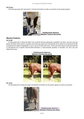 Sitio Argentino de Producción Animal


De Frente
   Una línea que parte del "encuentro" y divide al miembro en toda su extensión en dos partes iguales.




Miembro Posterior
De Perfil
    La línea parte de la "punta de nalga" toca el garrón discurre adyacente y paralela a la caña y cae unos cms por
detrás del talón. Otros autores muestran otra línea que parte de la articulación de la cadera (coxo-femoral) divide
la pierna por la mitad acompañando su eje y cae en el centro del casco. Existe otra línea menos usada que parte de
la articulación de la patella (femoro-tibio-rotuliana) y transcurriendo paralela al miembro cae unos cms por
delante del casco.




De Atrás
   La línea parte de la "punta de nalga" dividiendo al miembro en dos partes iguales en toda su extensión.




                                                        4 de 8
 