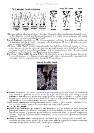 Sitio Argentino de Producción Animal




Abierto de adelante: todo el eje del miembro abriéndose oblicuo al piso hace caer el casco por fuera de la ploma-
  da. Poco frecuente, vinculado a malformaciones musculares de la espalda, provoca un desgaste hacia media¡
  del casco y un crecimiento desmedido hacia lateral.
Cerrado de adelante: situación inversa. Más frecuente, vinculado a pechos poco desarrollados, provoca también
  un crecimiento irregular del casco y sobrecarga en las articulaciones del carpo y del nudo que pueden
  desembocar en artritis subsecuentes.
Abierto de rodillas "Varo": los carpos arqueados quedan fuera de la línea. Deformidad frecuente en bovinos,
  menos grave en estos que en equinos, produce andar poco ágil, desgaste mayor hacia lateral del casco y
  sobrecarga en lateral de las articulaciones del carpo y nudo con consecuencias de artritis a la larga. Asociada
  muchas veces a desviaciones del nudo al casco que se ven mas adelante.
Cerrado de rodillas, "rodilla boyuna", "Valgo": Esta situación inversa a la anterior, bastante frecuente en
  bovinos, esta asociada a un pecho poco voluminoso, produce los mismos problemas que los citados en el punto
  anterior pero inversos. Asociada también a desviaciones del nudo al casco.




Patizambo: rotado hacia fuera, chueco para afuera; el eje del miembro a partir de la rodilla, está rotado hacia
   fuera o lateral. Los problemas de rotación a partir del carpo o tarso, tanto para lateral como para medial
   ("Zambo" o "Patizambo") son deformidades siempre graves. En breve plazo, sobre todo en animales de gran
   volumen y peso, provocan artritis de esas articulaciones además de complicaciones de nudo y de pie, dolor e
   impedimentos en la actividad reproductiva, productiva o de deporte.
Zambo, rotado hacia adentro, chueco para adentro: situación inversa. El eje del miembro a partir de la rodilla,
   está rotado hacia dentro o medial. Valen las consideraciones hechas en punto anterior.
DEL NUDO AL CASCO
Izquierdo o atravesado lateral, pié fuera de la línea hacia fuera: el eje del miembro está rotado hacia fuera
   pero a partir del nudo. Estas anomalías equivalentes en los cuatro miembros, no resultan tan graves como las
   mencionadas "zambo" y "patizambo" porque afectan dos articulaciones menos, no obstante, siempre están
   asociadas a desgaste y crecimiento anormales de la pezuña, con sus consecuencias, y pueden provocar artritis
   en el nudo.
Estevado o atravesado media: situación inversa a la anterior. En esta situación valen las mismas consi-
   deraciones, aunque reviste más gravedad, por el hecho que las puntas de las pezuñas incidiendo al caminar en
   el miembro del lado opuesto provocan dolor y lesiones que se hacen crónicas.

                                                       6 de 8
 
